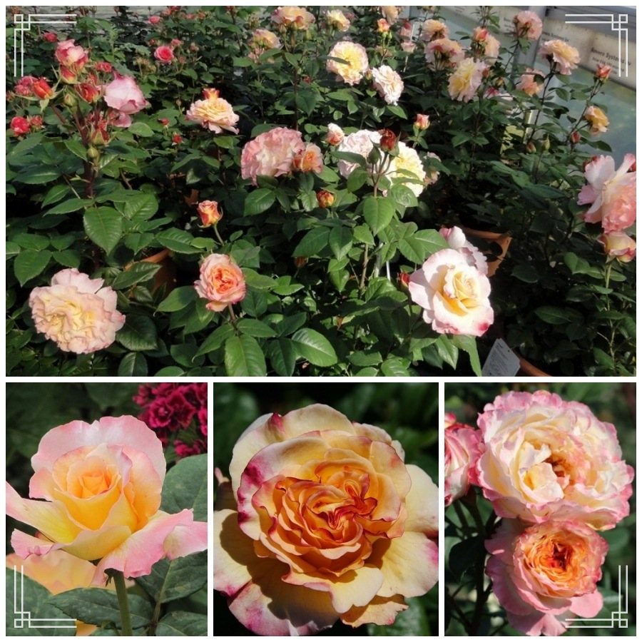 Aquarell róża wielkokwiatowa